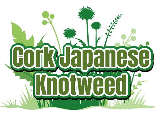 Cork Japenese Knotweed Com